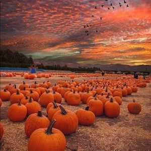 Meet your Posher, Brooklyn